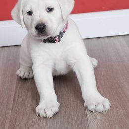 Mr Blue - male Labrador Retriever puppy in Missouri City, Texas from Labrador Retriever Puppies