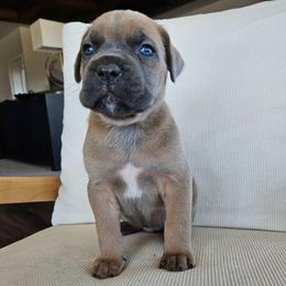 Formentino 8 female - Gray and fawn female Cane Corso puppy in Jacksonville, North Carolina from Coliseum de Cassiope