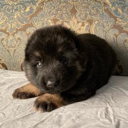 Grey collar boy - Black and red male German Shepherd puppy in Coleta, Illinois from Four Leaf Farm- Vom Vierblättriges Bauernhof