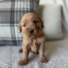 Male 4, Orange - Golden male Golden Retriever puppy in Utah from Deseret Peak Goldens