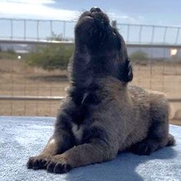 Purple-11 Days - Fawn male Belgian Malinois puppy in Golden Valley, Arizona from Desert Wind Kennels