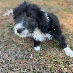 Bengal - White and black male Bordoodle puppy in Winnsboro, Texas from Pecan Grove Pups