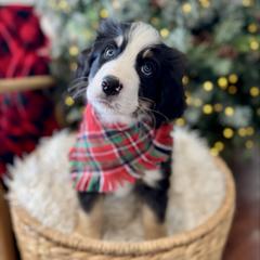 Cider - male Australian Mountain Doodle puppy in Taylors, South Carolina from Aspen Mountain Doodles LLC