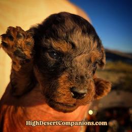 Mr. Black - Blue merle male Aussiedoodle puppy in Dolan Springs, Arizona from High Desert Companions