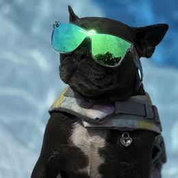 French Bulldogs from G’sBulldog Buddies