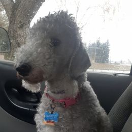 Bedlington Terriers from Rohan Kennels