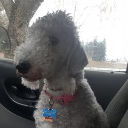 Bedlington Terriers from Rohan Kennels