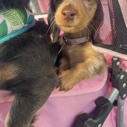 Dachshund Puppies from Kasondra Iversen