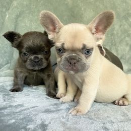 French Bulldogs from All Profit Kennel
