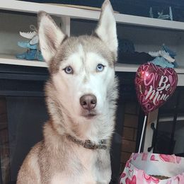 Juliet - Siberian Husky