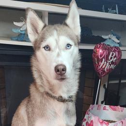 Juliet - Siberian Husky
