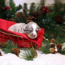 Orion - Blue merle male Miniature American Shepherd puppy in Kalama, Washington from Lone Pine Miniature American Shepherds
