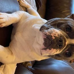 French Bulldogs from The French Quarters