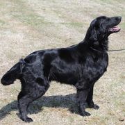 Flat-Coated Retrievers from Eden Retrievers