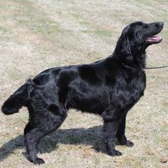 Flat-Coated Retrievers from Eden Retrievers