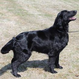 Flat-Coated Retrievers from Eden Retrievers