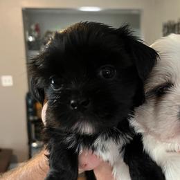 Maggie - Black female Shih Tzu puppy in Reading, Michigan from You Little Shih-tzu’s 😊