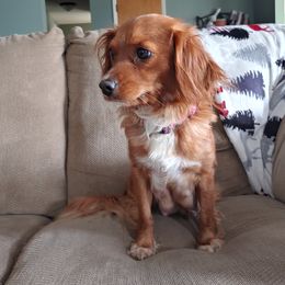 Bernedoodles and Cavapoos from Cavapoo Acres