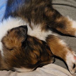 English Shepherd Puppies from ThreeDarkBays English Shepherds