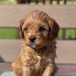 Black - Red male Cavapoo puppy in Coal City, Indiana from Wednesday & Co