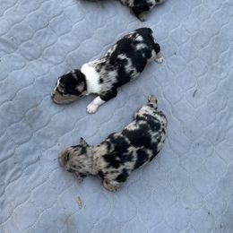 Australian Shepherd Puppies from Southern Sass Aussies