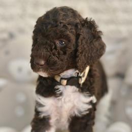 White Tuxedo Party - Parti female Labradoodle puppy in Chula Vista, California from Coastal Cocoa Labradoodle