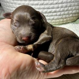 Blue Boy - male Golden Mountain Doodle puppy in Travelers Rest, South Carolina from Bailey Mountain Doodles