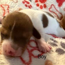 Boy 1 - Piebald male Dachshund puppy in Cherokee, Oklahoma from Special “K” Dachshunds