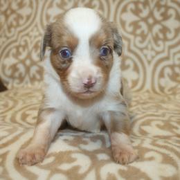 Sandy - Red merle female Miniature Australian Shepherd puppy in Licking, Missouri from Burnett Aussies