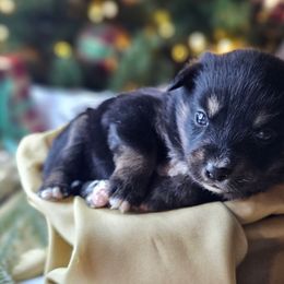 Aladdin - Black and tan male Companion Cross puppy in Decatur, Illinois from We R Puppies