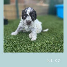 Boy 4 - Brown roan male Lagotto Romagnolo puppy in Salida, California from Harper's Lagotti
