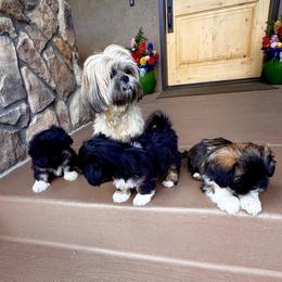 Lhasa Apso puppies from Michelle's Lhasa Apsos
