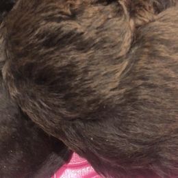 Rusty - Yorkipoo puppy from Blais Mountain Farm