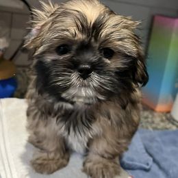 Shih Tzus from M&M Wagging Wonders