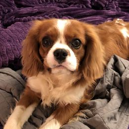 Franklin - Cavalier King Charles Spaniel