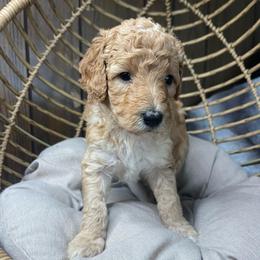 Red abstract female - Red female Bernedoodle puppy in Clarksville, Iowa from Iowa Heartland Doodles