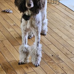 Aurora - Poodle