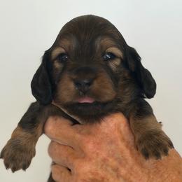 Scarlett - Red female Dachshund puppy in California from Longboard Dachshunds