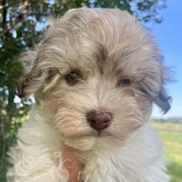 Kelsey - Fawn female Havanese puppy in Stoughton, Wisconsin from Happy Acres Havanese and Mini Sheepadoodles