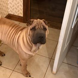 Blue collar - Red fawn male Chinese Shar-Pei puppy in Elkin, North Carolina from Martini Shar-Pei