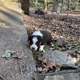 Sally - Red tri-color female Australian Shepherd puppy in Stone Mountain, Georgia from True Blue Friends