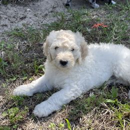 Goldendoodle Puppies from Bianca Bleu Goldendoodles