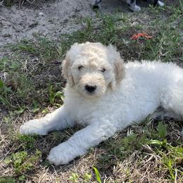 Goldendoodle Puppies from Bianca Bleu Goldendoodles