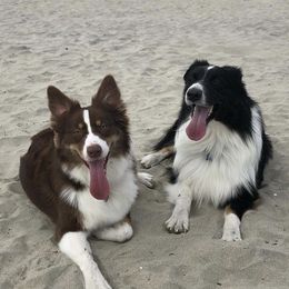 Australian Shepherds from Lovegood Aussies