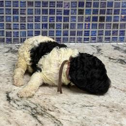 Thumper - Black and white male Sheepadoodle puppy in Chesapeake, Virginia from Doodle-Cove