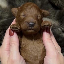 Lil Girl 3800Free Delivery - Red  female Goldendoodle puppy in Mayfield, Utah from Ruff Country Doodles