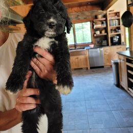 Frisian - Black female Goldendoodle puppy in Centerville, Tennessee from Cecily's Goldendoodles of TN