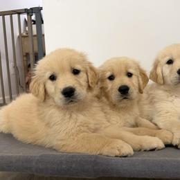 Golden Retriever Puppies from Glimmer Goldens