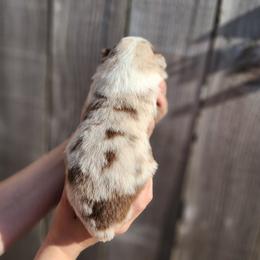 Honor - Red merle female Miniature Australian Shepherd puppy in Marysville, Washington from Garay Mini Aussies