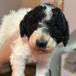 Rosemary - Parti female Poodle puppy in Calhoun, Georgia from Johnson Kennels